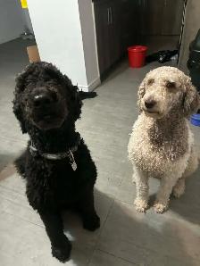 Rehoming 2 Healthy Large Standard Poodles Pure Breed - Photo 5