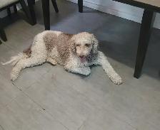 Rehoming 2 Healthy Large Standard Poodles Pure Breed - Photo 6