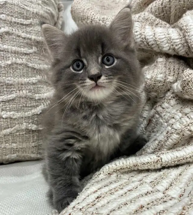 Chaton Sibérien hypoallergene