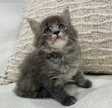 Chaton Sibérien hypoallergene - Photo 2