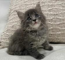 Chaton Sibérien hypoallergene - Photo 4