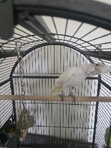 Nouveau fournisseurs et eleveurs d oiseaux exotiques rares - Photo 2