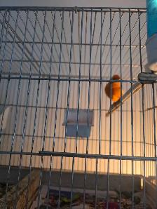 Nouveau fournisseurs et eleveurs d oiseaux exotiques rares - Photo 7