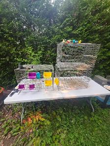 Nouveau fournisseurs et eleveurs d oiseaux exotiques rares - Photo 9