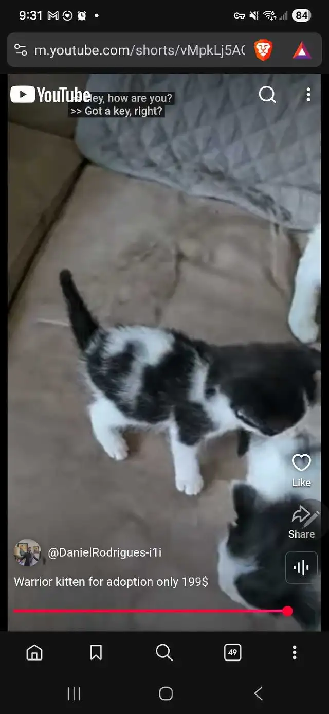 cute Black and white kitten back tail only 199$