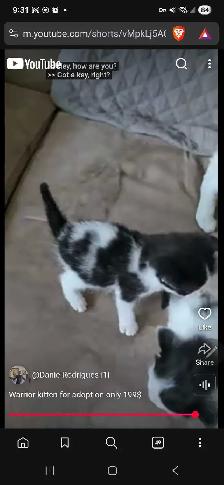 cute Black and white kitten back tail only 199$