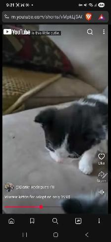 cute Black and white kitten back tail only 199$ - Photo 2