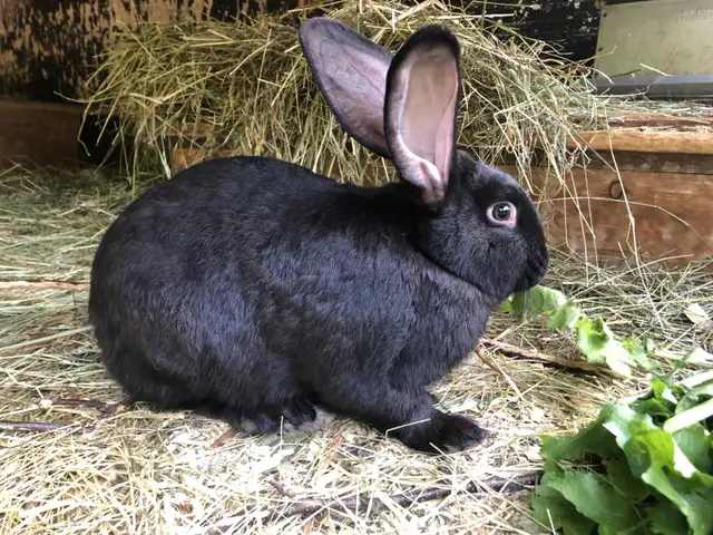 Lapin (Géants -Continental ) Adultes 1 ans