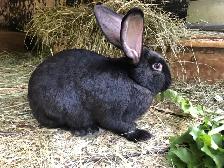 Lapin (Géants -Continental ) Adultes 1 ans