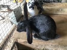 Lapin (Géants -Continental ) Adultes 1 ans - Photo 2