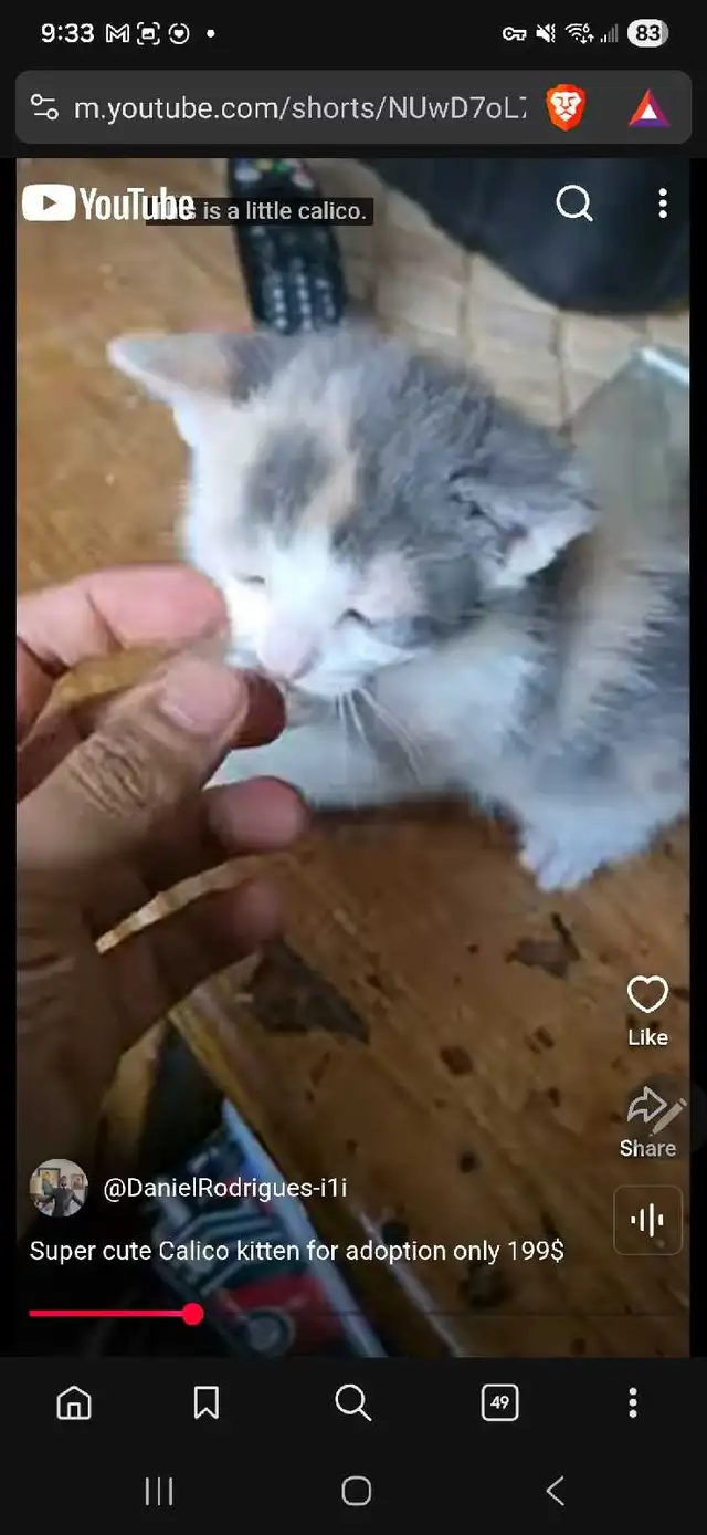 Calico cutie grey white and orange kitty for only 199$