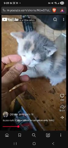 Calico cutie grey white and orange kitty for only 199$
