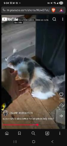 Calico cutie grey white and orange kitty for only 199$ - Photo 2