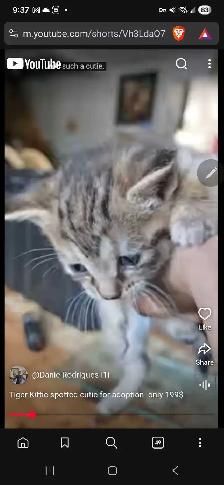 Beautiful grey black brown Calico cutie only 199$