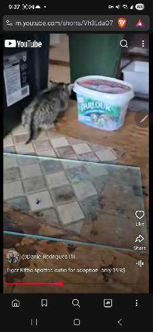 Beautiful grey black brown Calico cutie only 199$ - Photo 2