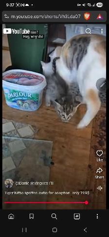 Beautiful grey black brown Calico cutie only 199$ - Photo 3