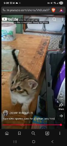 Beautiful grey black brown Calico cutie only 199$ - Photo 4