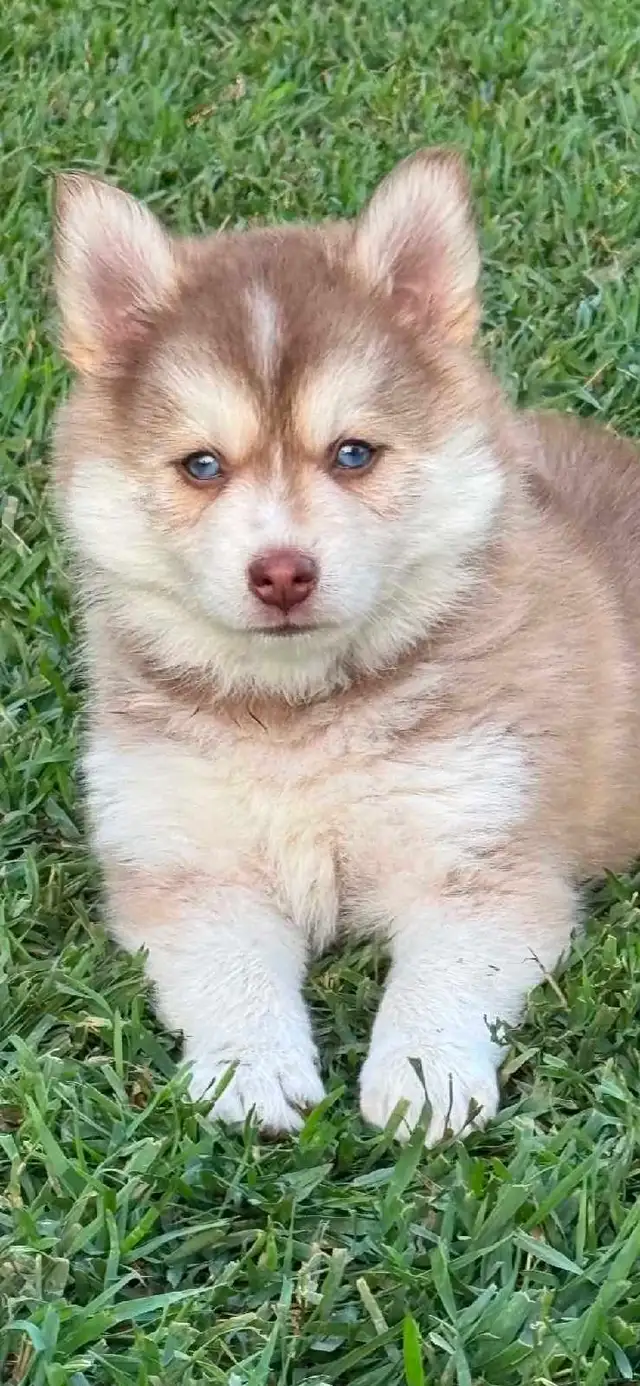 Pomsky Boys and one girl