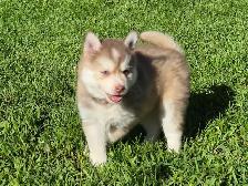 Pomsky Boys and one girl - Photo 2