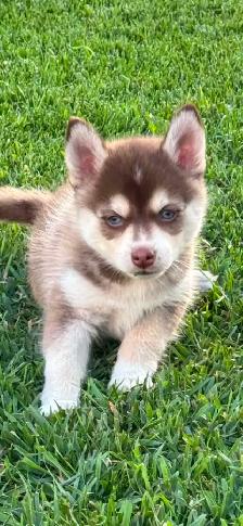 Pomsky Boys and one girl - Photo 3