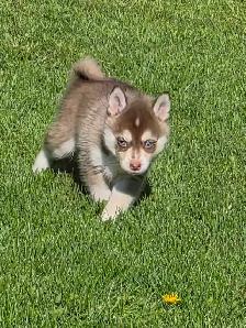 Pomsky Boys and one girl - Photo 4