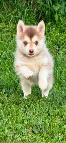Pomsky Boys and one girl - Photo 5