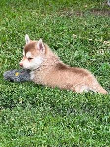 Pomsky Boys and one girl - Photo 6
