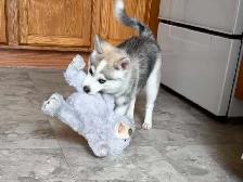 Pomsky Boys and one girl - Photo 7