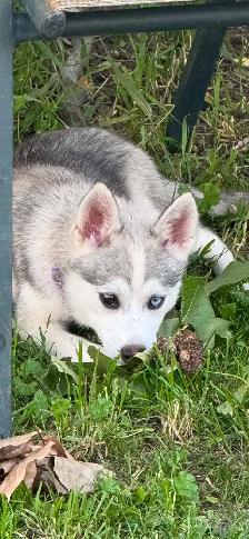 Pomsky Boys and one girl - Photo 8