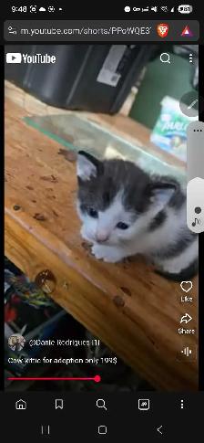 super cute cow colored kitten only 199$