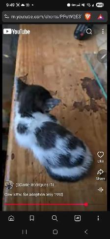 super cute cow colored kitten only 199$ - Photo 2