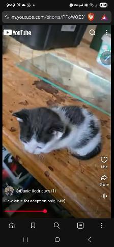 super cute cow colored kitten only 199$ - Photo 3