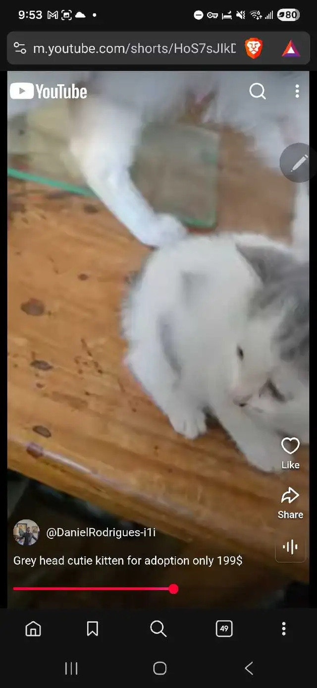 Grey Headed cutie kitty for only 199$