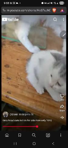 Grey Headed cutie kitty for only 199$