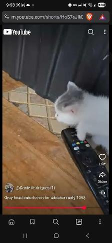 Grey Headed cutie kitty for only 199$ - Photo 2