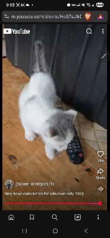 Grey Headed cutie kitty for only 199$ - Photo 3