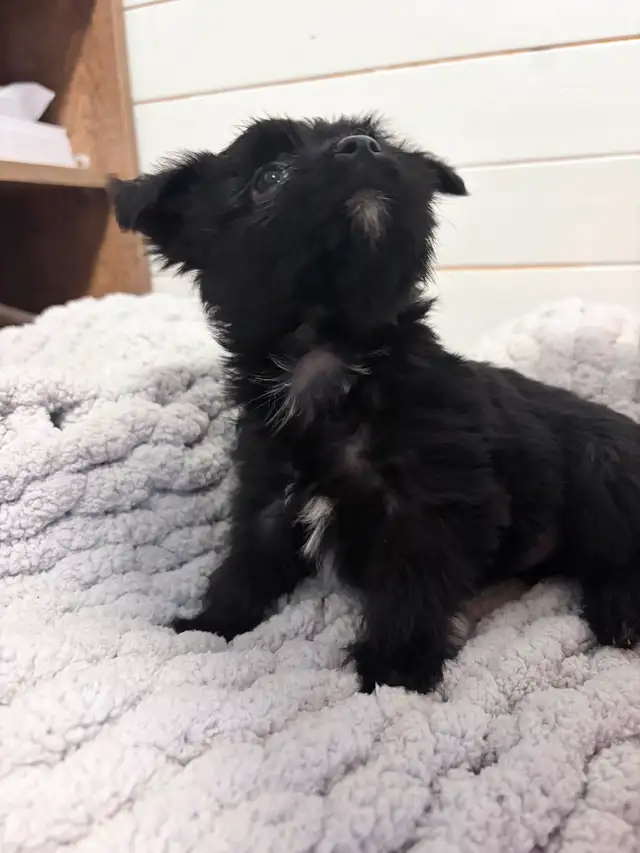 Yorkie/Havanese Puppies❤️ Ready to go.