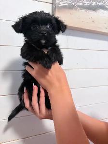 Yorkie/Havanese Puppies❤️ Ready to go. - Photo 2