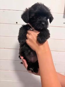 Yorkie/Havanese Puppies❤️ Ready to go. - Photo 3