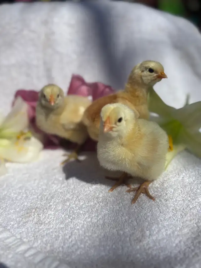 Chick Experience (Rental)