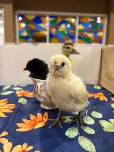 Chick Experience (Rental) - Photo 2
