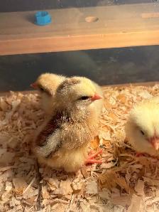 Chick Experience (Rental) - Photo 3