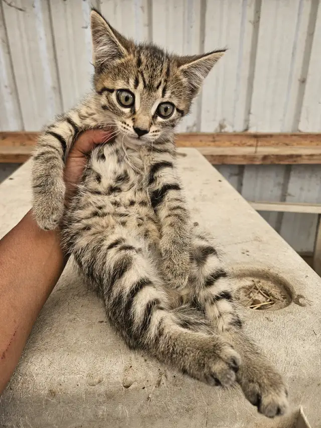 Tabby Barn Kittens