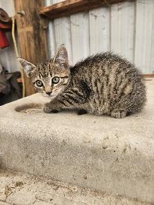 Tabby Barn Kittens - Photo 2