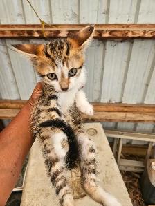 Tabby Barn Kittens - Photo 3