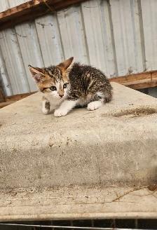 Tabby Barn Kittens - Photo 4