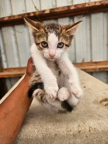 Tabby Barn Kittens - Photo 5