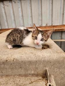 Tabby Barn Kittens - Photo 6