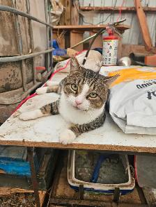 Tabby Barn Kittens - Photo 7
