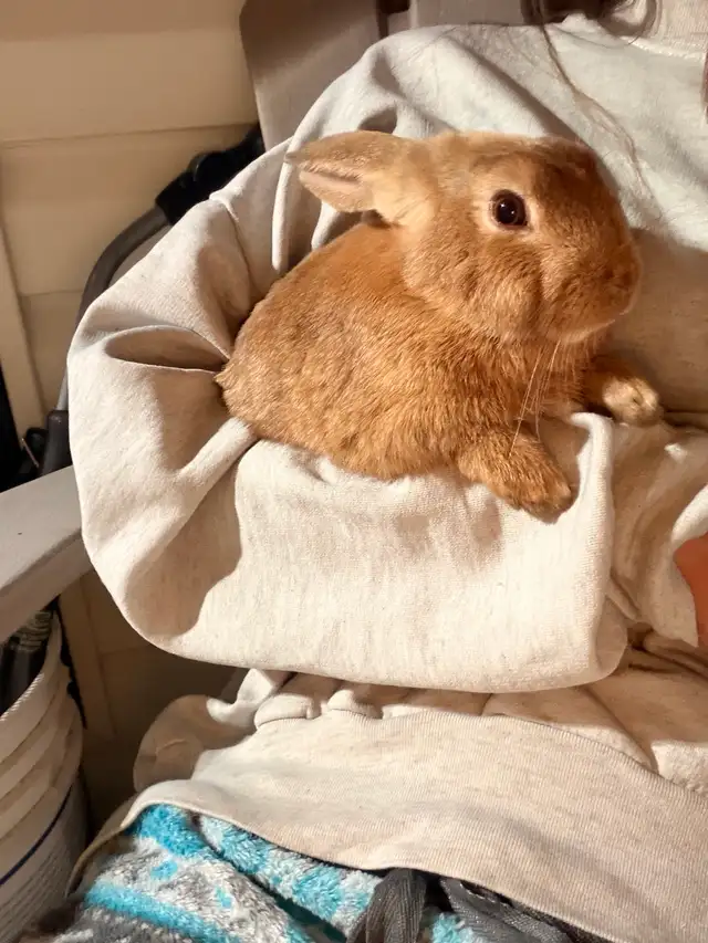 Rabbits For Sale (Approximately 3 Months)